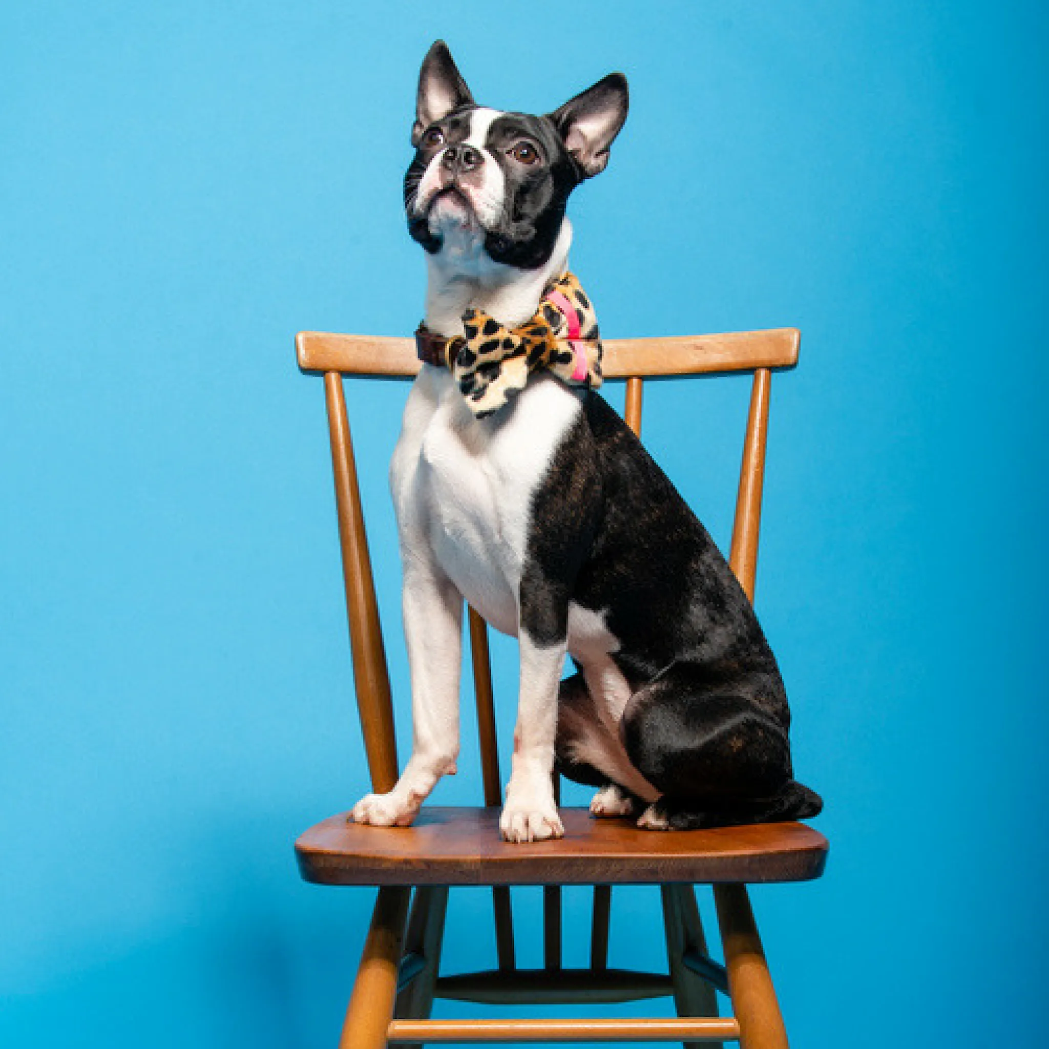 Neon Leopard Dog Bow Tie | Pink
